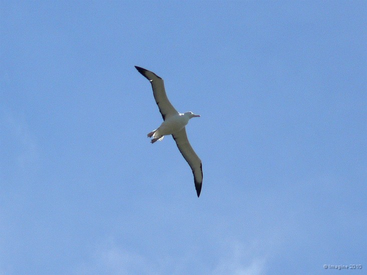 18.9- Albatros royal, envergure 3m environ.JPG